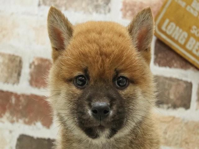 長野県の柴犬(標準サイズ) (ペッツワン塩尻店/2024年2月23日生まれ/男の子/赤)の子犬